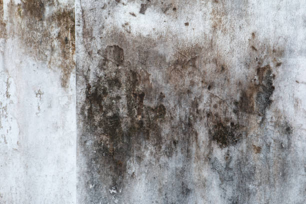 Best Residential Mold Inspection & Testing  in Madera Acres, CA